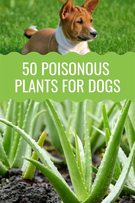 50 Poisonous Plants For Dogs - Barking Royalty | Plants poisonous to dogs, Poisonous plants ...