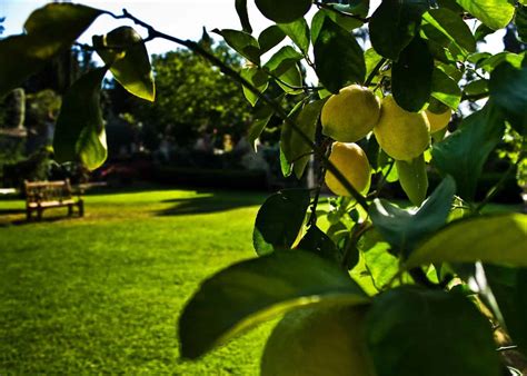 When to prune citrus trees 🍋 🌳 Timing is everything