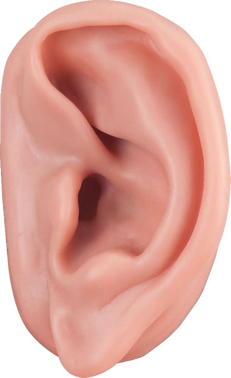 Ear PNG Image - PurePNG | Free transparent CC0 PNG Image Library