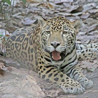 Kitty Corner: Jaguars Win Critical Habitat in U.S. - Scientific American