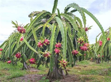 Blumen & Pflanzen Garten 10/20 Stück Mittelamerika Hylocereus undatus Drachenfrucht Kaktus ...