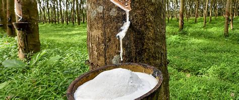 Natural rubber production will continue to decline