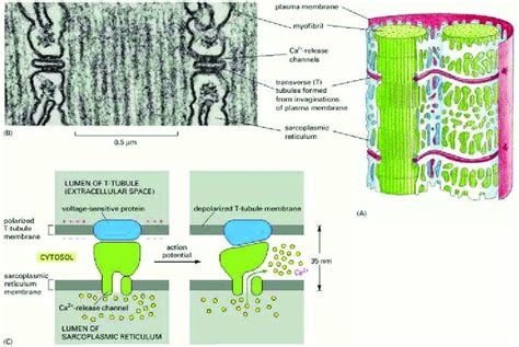 Function of t tubules