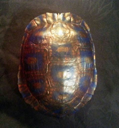 PAINTED TURTLE SHELL Painting Videos, Painting Tips, Rock Painting, Ritual Sacrifice, Skull ...