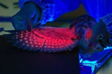 Some birds, like owls and ravens, can see in ultraviolet. Here, the wings are under a UV light ...