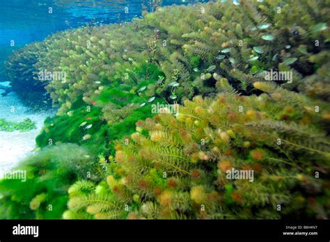 Underwater vegetation, predominantly stonewort algae, Chara rusbyana, at Sucuri River, Bonito ...