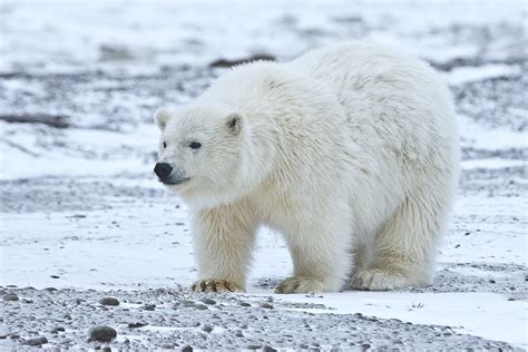 File:Polar Bear ANWR 5.jpg - Wikimedia Commons