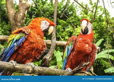 Parrot: Ara Macao / Scarlet Macaw / Psittacus Macao, Canaima National Park, La Gran Sabana ...