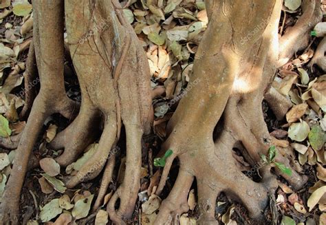 Roots of banyan tree — Stock Photo © katoosha #36213619