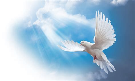 Funeral Dove Png - PNG Image Collection