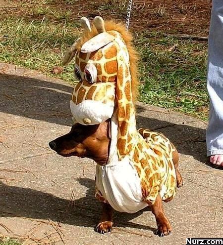 No? How about this dachsund dressed as a giraffe? | Dog halloween ...