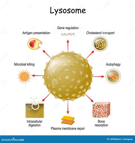 Lysosome Function. Multitask Lysosome. Intracellular Digestion Stock Vector - Illustration of ...