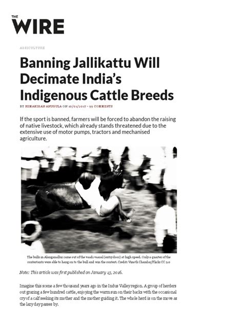 Why Jallikattu & History | PDF | Bull | Calf