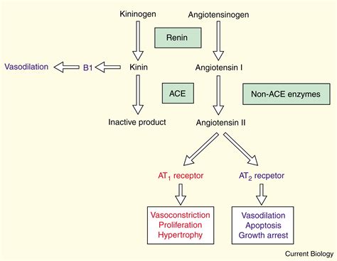 Just the Beginning: Novel Functions for Angiotensin-Converting Enzymes: Current Biology