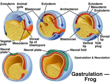 PPT - Phylum Chordata PowerPoint Presentation - ID:481618