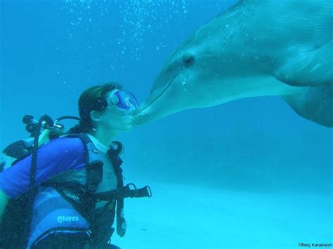 A kiss ;) | Dolphins, Diving, Animals