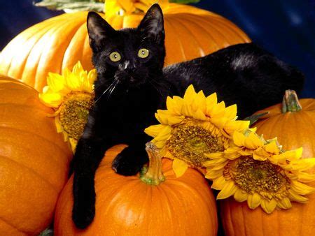 Halloween Black Cats will look very Scary in Party Events