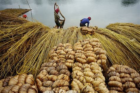 Jute Harvest – LetsBeWild.com | Jute, Bengal, West bengal