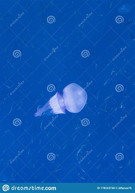 Beautiful Glowing Blue Jellyfish in Blue Water Sea with Little Fish Background Stock Photo ...