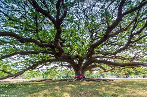 Plant of the Month: Monkeypod Trees