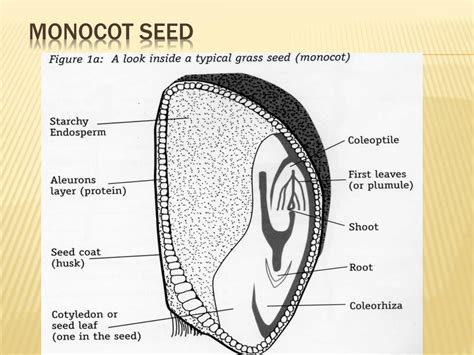 Monocot Seed Structure