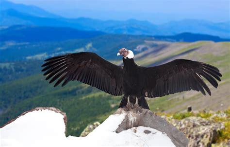 🔥 The Andean Condor has a massive wingspan of up to 10', a lifespan of around 70 years, and ...