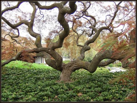 Twist in a Japanese Garden | Japanese Garden, Philadelphia. | Flickr