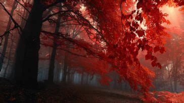 Autumn Woodlands Live Wallpaper - MoeWalls