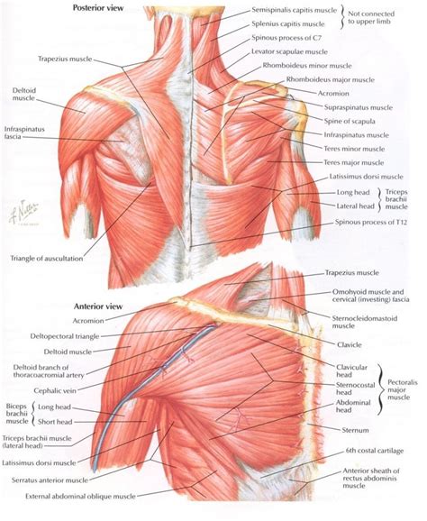 45+ Shoulder Muscles Anatomy Images Background | altravoceilblog