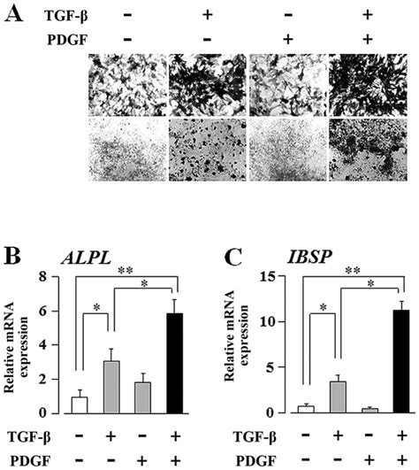 Platelet-derived growth factor (PDGF) enhances the transforming growth... | Download Scientific ...