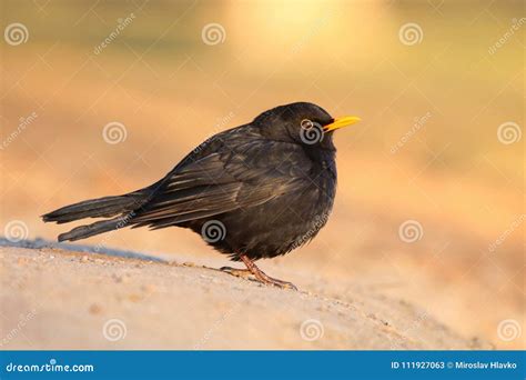 Blackbird Turdus Merula Male Stock Image - Image of bird, wild: 111927063