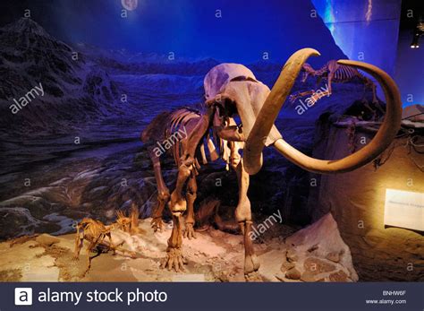 Woolly Mammoth Museum Stock Photos & Woolly Mammoth Museum Stock Images - Alamy