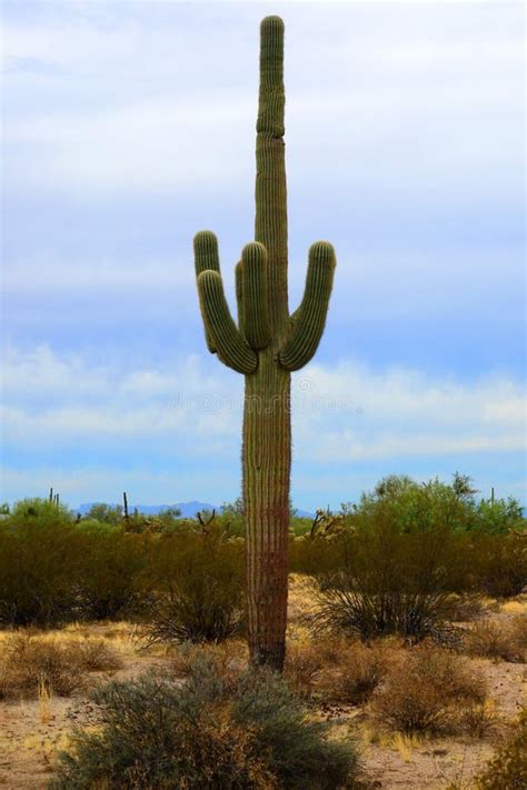 Old Saguaro Cactus Sonora Desert Arizona Stock Photo - Image of cholla ...