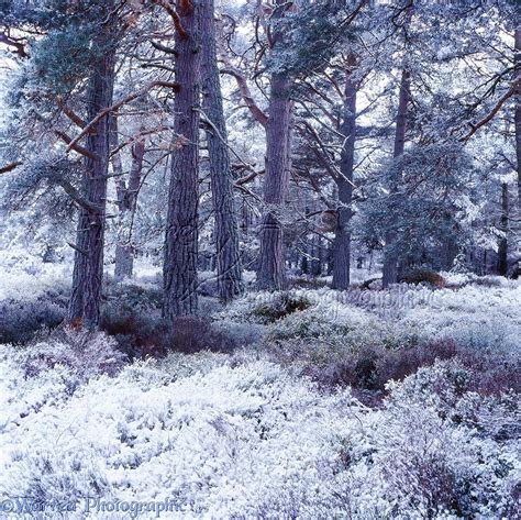 Scots Pine forest with snow photo WP05707