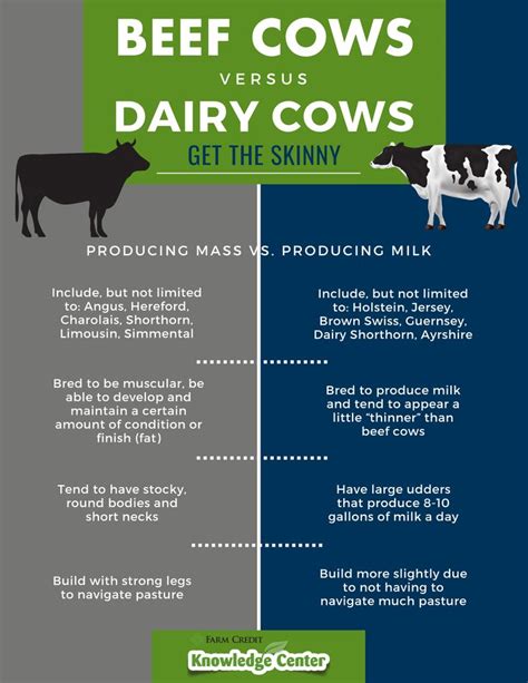 Beef Cows vs. Dairy Cows-Get the Skinny! | Dairy cows, Beef cow, Cow