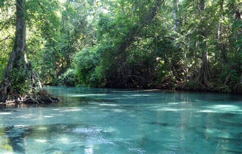 Celebrating the History of Weeki Wachee Springs - Authentic Florida