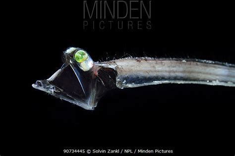 stock photo - Minden Pictures