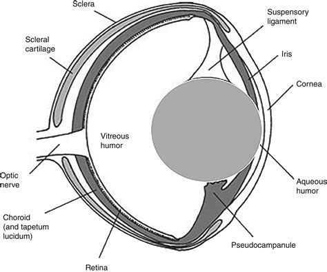 Great White Shark Eye Anatomy
