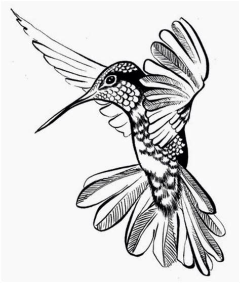 Line Drawing Of A Hummingbird