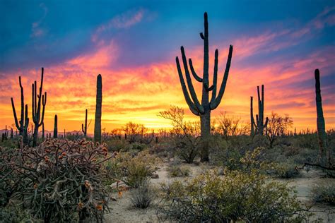 Top Things to do in Saguaro National Park | Wander with Wonder