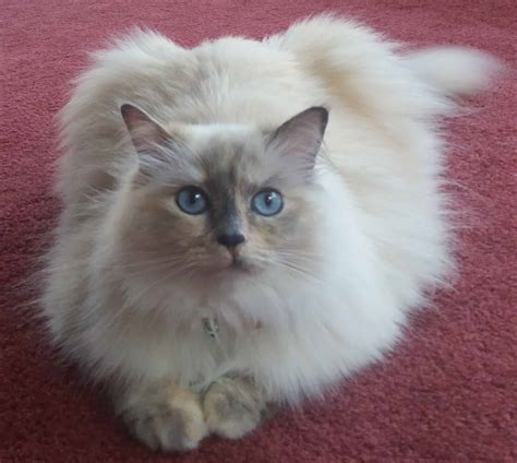 KitTen - Ragdoll of the Week