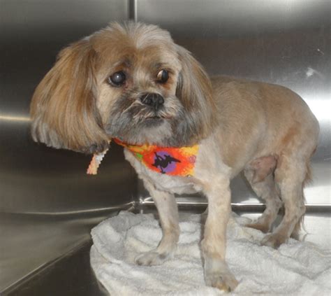 Lhasa Apso Dog Grooming - Grooming Boutique Las Vegas