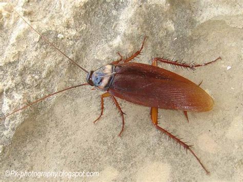 American Cockroach-Periplaneta americana | Nature, Cultural, and Travel Photography Blog