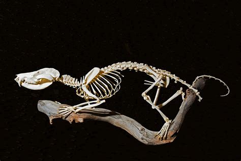 Virginia Opossum Skeleton Photograph by Millard H. Sharp - Pixels