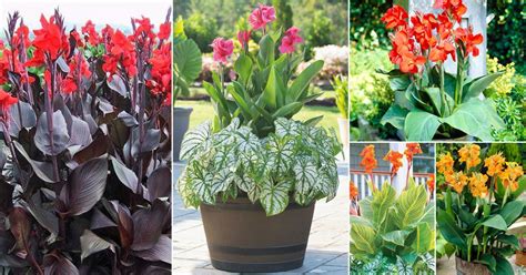 30 Best Types of Canna Lily Varieties | Balcony Garden Web