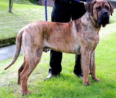 alangu-mastiff-2 | Mastiff dog breeds, Giant dogs, Dog breeds