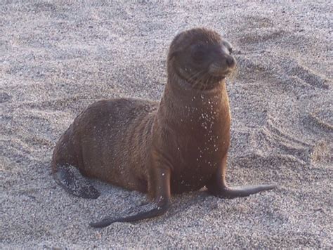 Sea Lion Pup | D McHutchison | Flickr