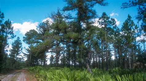 North and South Loops, Rock Springs Run Reserve | Florida Hikes