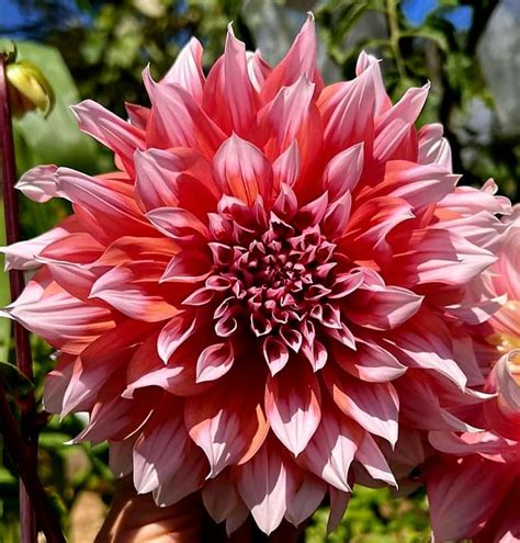 Informal Decorative Dahlia (Dahlia 'Holland Festival') in the Dahlias ...