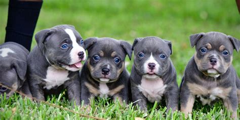 THE EXTREME POCKET BULLY PUPPIES OF VENOMLINE- AMERICAN BULLY BREEDERS ...